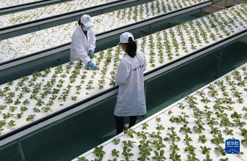 智慧菜園子 生物科技讓蔬菜長在墻上，好吃又時尚